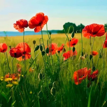 Ξενοδοχείο Avernako Fåborg