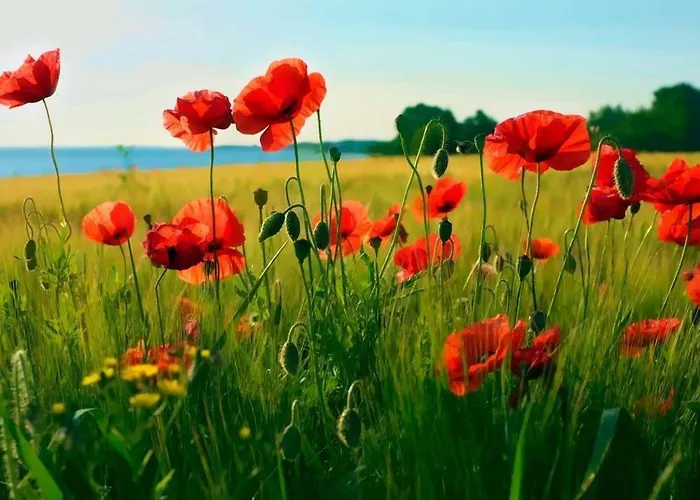 Hotel Avernako Fåborg